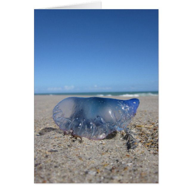 Portugees Man van Oorlog (Voorkant)