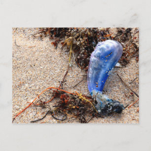 Portugees Man van Oorlog #1 Briefkaart