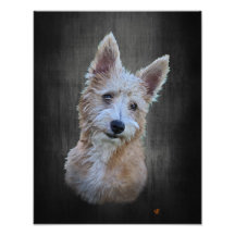 Portugees Podengo Pequeno