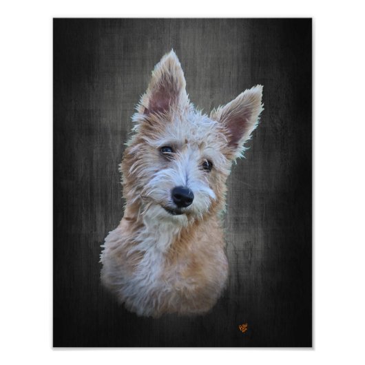 Portugees Podengo Pequeno Foto Afdruk (Voorkant)