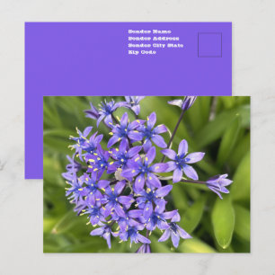 Portugees Squill Bloemen Close-up Natuur Foto Briefkaart