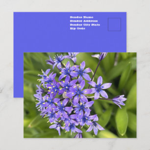 Portugees Squill Flowers Closeup Natuur Foto Briefkaart