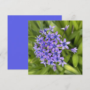 Portugees Squill Flowers Closeup Natuur Foto Notitiekaartje