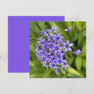 Portugees Squill Flowers Closeup Natuur Foto Notitiekaartje