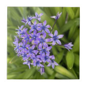 Portugees Squill Flowers Closeup Natuur Foto Tegeltje (Voorkant)