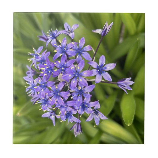 Portugees Squill Flowers Closeup Natuur Foto Tegeltje (Voorkant)