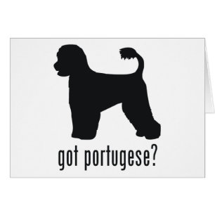 Portugese waterhond