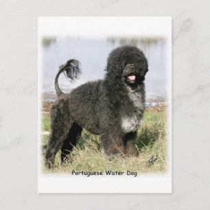 Portugese waterhond 9Y154D-030 Briefkaart