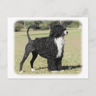 Portugese waterhond 9Y510D-145 Briefkaart