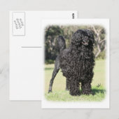 Portugese waterhond 9Y510D-338 Briefkaart (Voorkant / Achterkant)