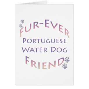 Portugese waterhond Furever