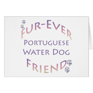 Portugese waterhond Furever