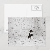 Portugese waterhond in een ruimte die onder de ric briefkaart (Voorkant / Achterkant)