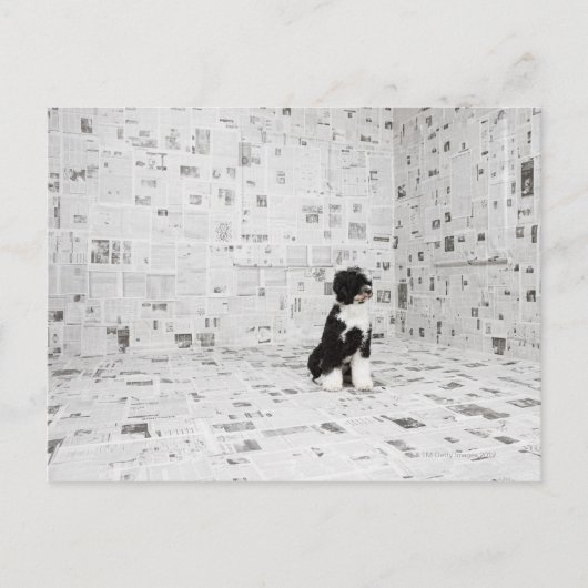 Portugese waterhond in een ruimte die onder de ric briefkaart (Voorkant)