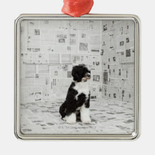 Portugese waterhond in een ruimte die onder de ric metalen ornament