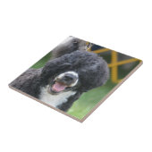 Portugese waterhond tegeltje (Zijkant)