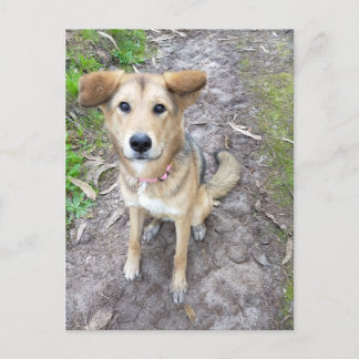 Portuguese Akita and German Shepherd mix female Briefkaart