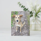 Portuguese Akita and German Shepherd mix female Briefkaart (Staand voorkant)