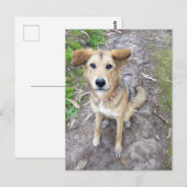 Portuguese Akita and German Shepherd mix female Briefkaart (Voorkant / Achterkant)