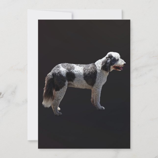 Portuguese Water Dog (Voorkant)