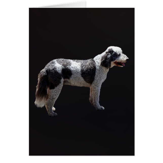 Portuguese Water Dog (Voorkant)
