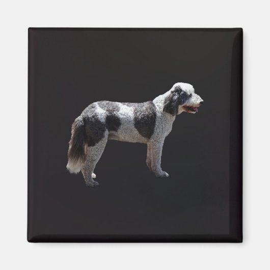 Portuguese Water Dog Magneet (Voorkant)
