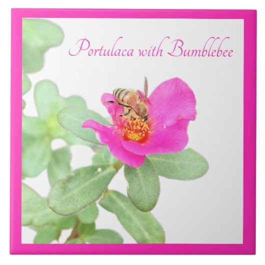 Portulaca met hommel op wit tegeltje (Voorkant)