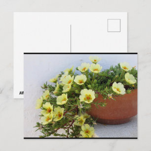 Portulaca, sappige bloeiende plant briefkaart