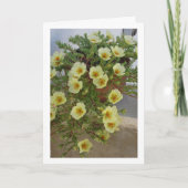 Portulaca, sappige bloeiende plant kaart (Voorkant)