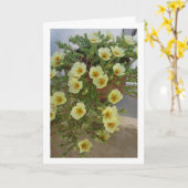Portulaca, sappige bloeiende plant kaart (Gele Bloem)