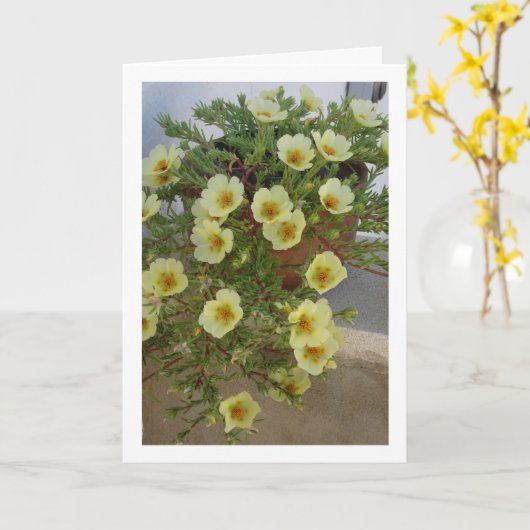 Portulaca, sappige bloeiende plant kaart (Gele Bloem)