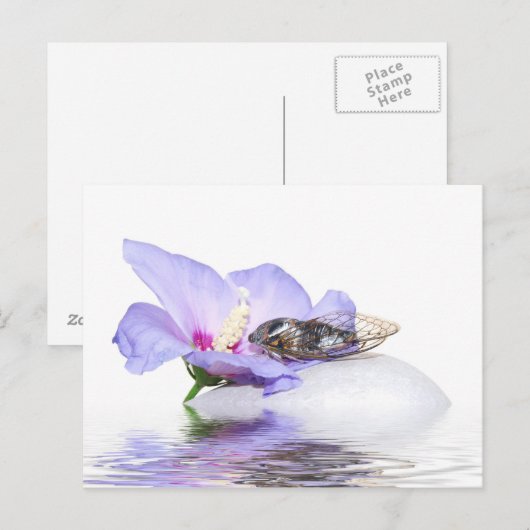 Poscard - Cicada in Provence Briefkaart (Voorkant / Achterkant)