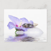 Poscard - Cicada in Provence Briefkaart (Voorkant)