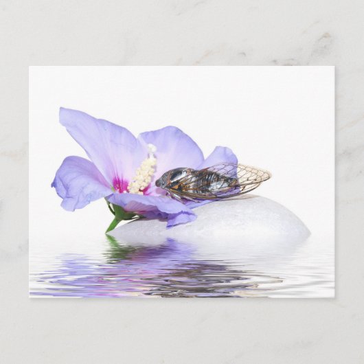 Poscard - Cicada in Provence Briefkaart (Voorkant)