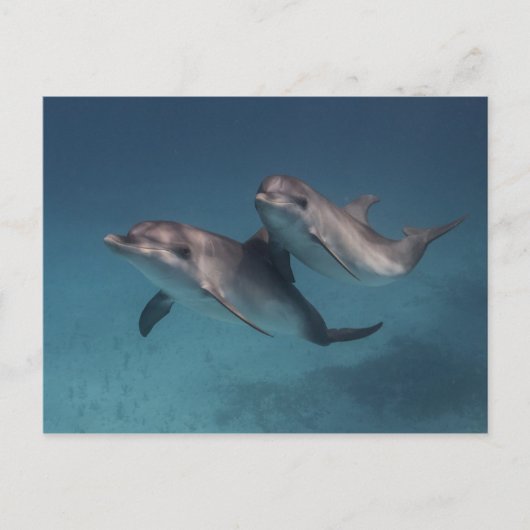 Pose afspelen briefkaart (Voorkant)