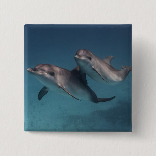 Pose afspelen vierkante button 5,1 cm