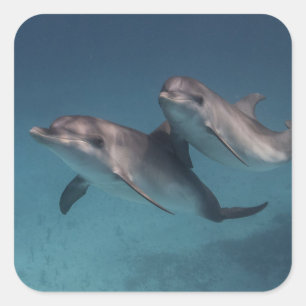 Pose afspelen vierkante sticker