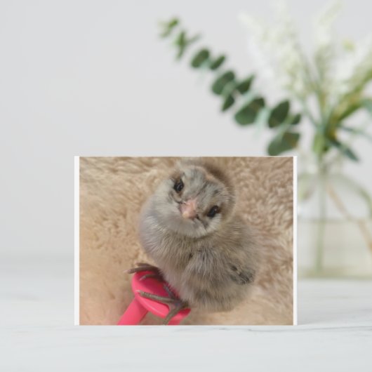 Pose als een kip briefkaart (Staand voorkant)