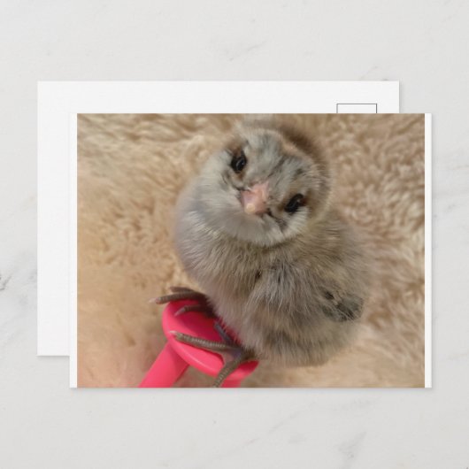 Pose als een kip briefkaart (Voorkant / Achterkant)