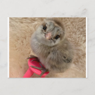 Pose als een kip briefkaart