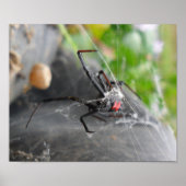 Pose van weduwe poster (Voorkant)