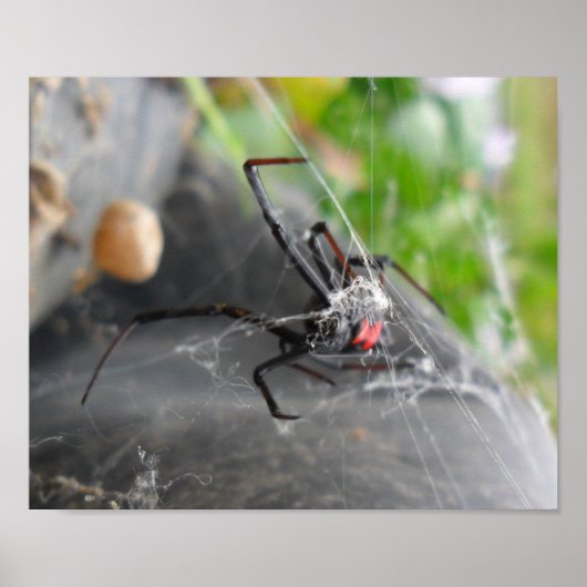 Pose van weduwe poster (Voorkant)