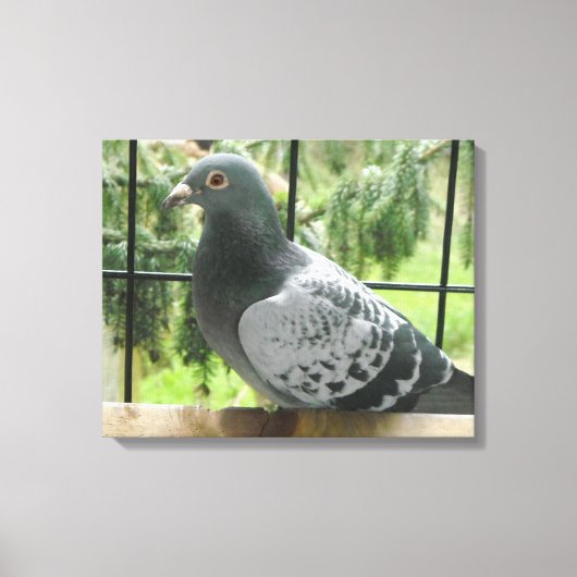 Poseerduif Canvas Afdruk (Voorkant)
