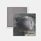 Poseerduif Magneet (Voorkant / Achterkant)