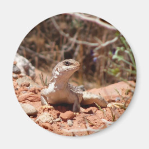 Poseren voor de camera magneet