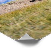 Poserende bizonstier, Hayden Valley, Yellowstone Poster (Hoek)