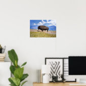 Poserende bizonstier, Hayden Valley, Yellowstone Poster (Thuiskantoor)