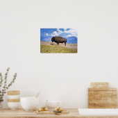Poserende bizonstier, Hayden Valley, Yellowstone Poster (Keuken)