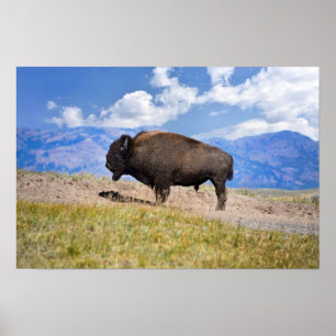 Poserende bizonstier, Hayden Valley, Yellowstone Poster