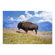 Poserende bizonstier, Hayden Valley, Yellowstone